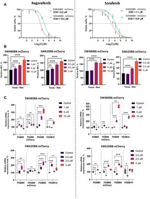 Multikinase inhibitors modulate non-constitutive proteasome expression in colorectal cancer cells